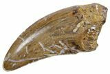 Serrated, Tyrannosaur (Nanotyrannus) Tooth - Wyoming #357065-1